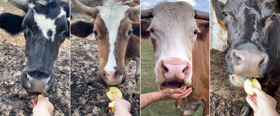 Кормление коров и быков на ферме-приюте мазэр в Калужской области в деревне Рудня