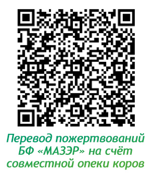 Расчетный счет Фонда Мазэр для совместной опеки коров